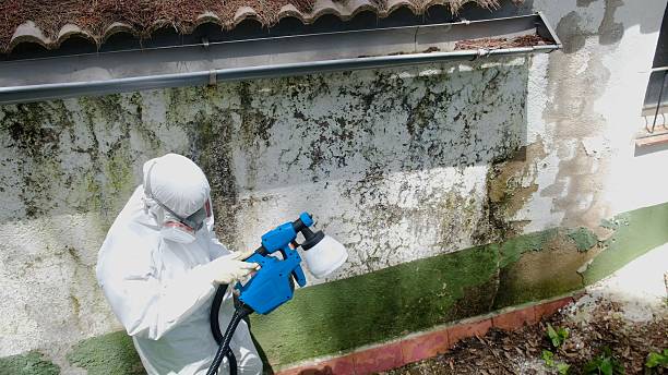 Mold Removal service in Bridgeport